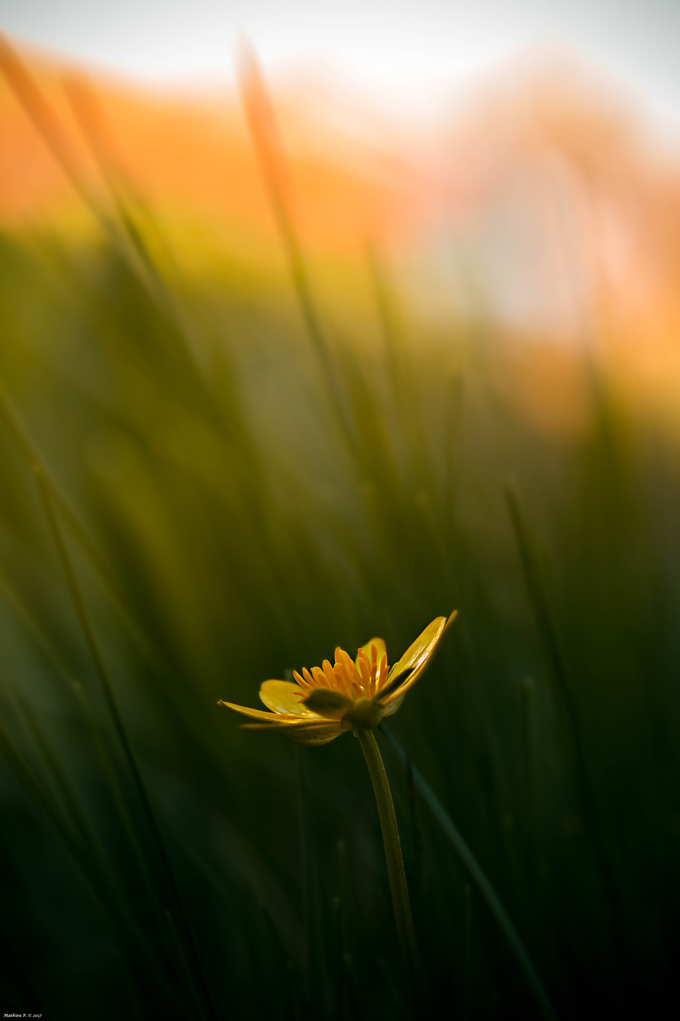 Canon EF 100mm F2.8L Macro IS USM sample photo. "perdue dans l'herbe" photography