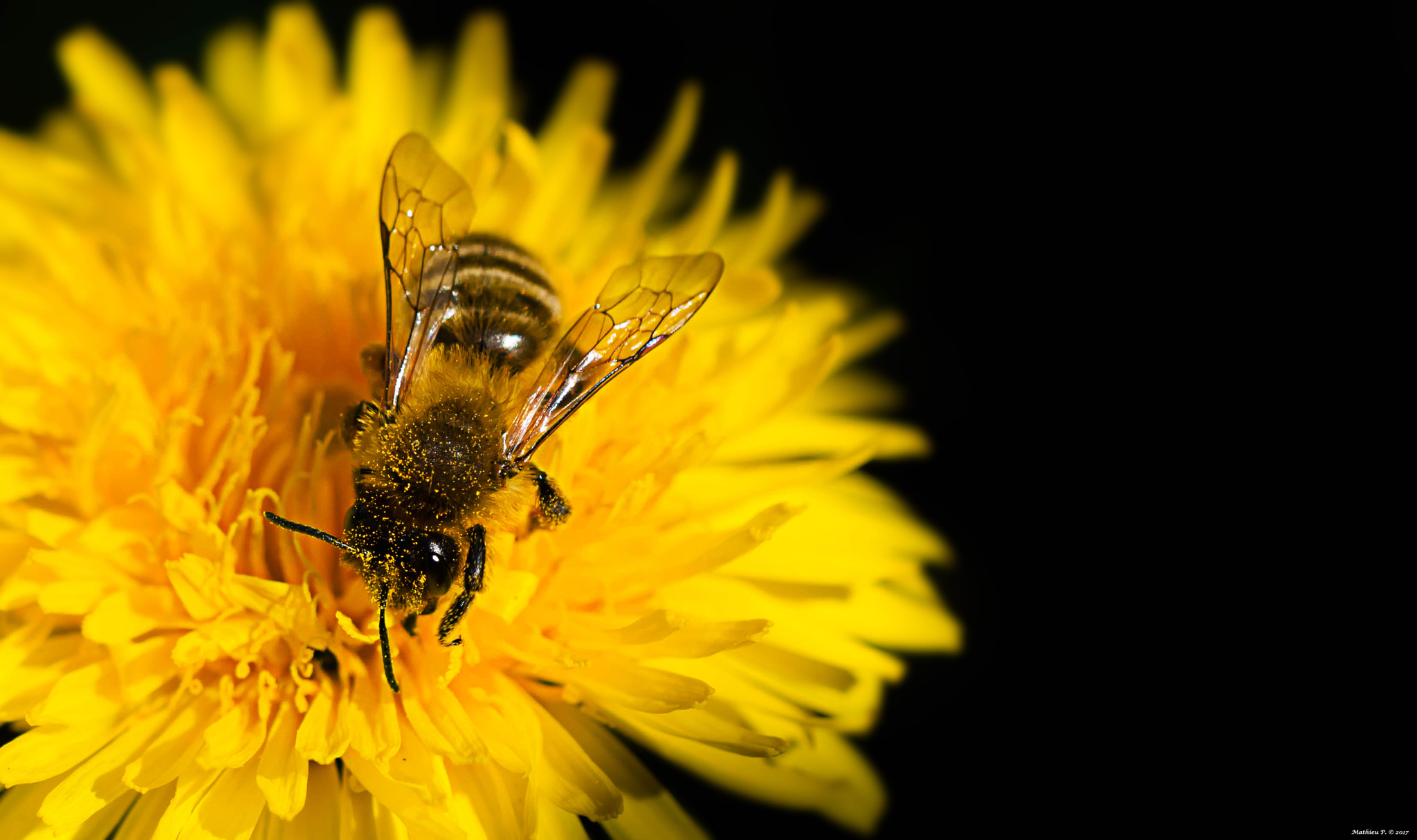 Canon EF 100mm F2.8L Macro IS USM sample photo. "petite faim" photography