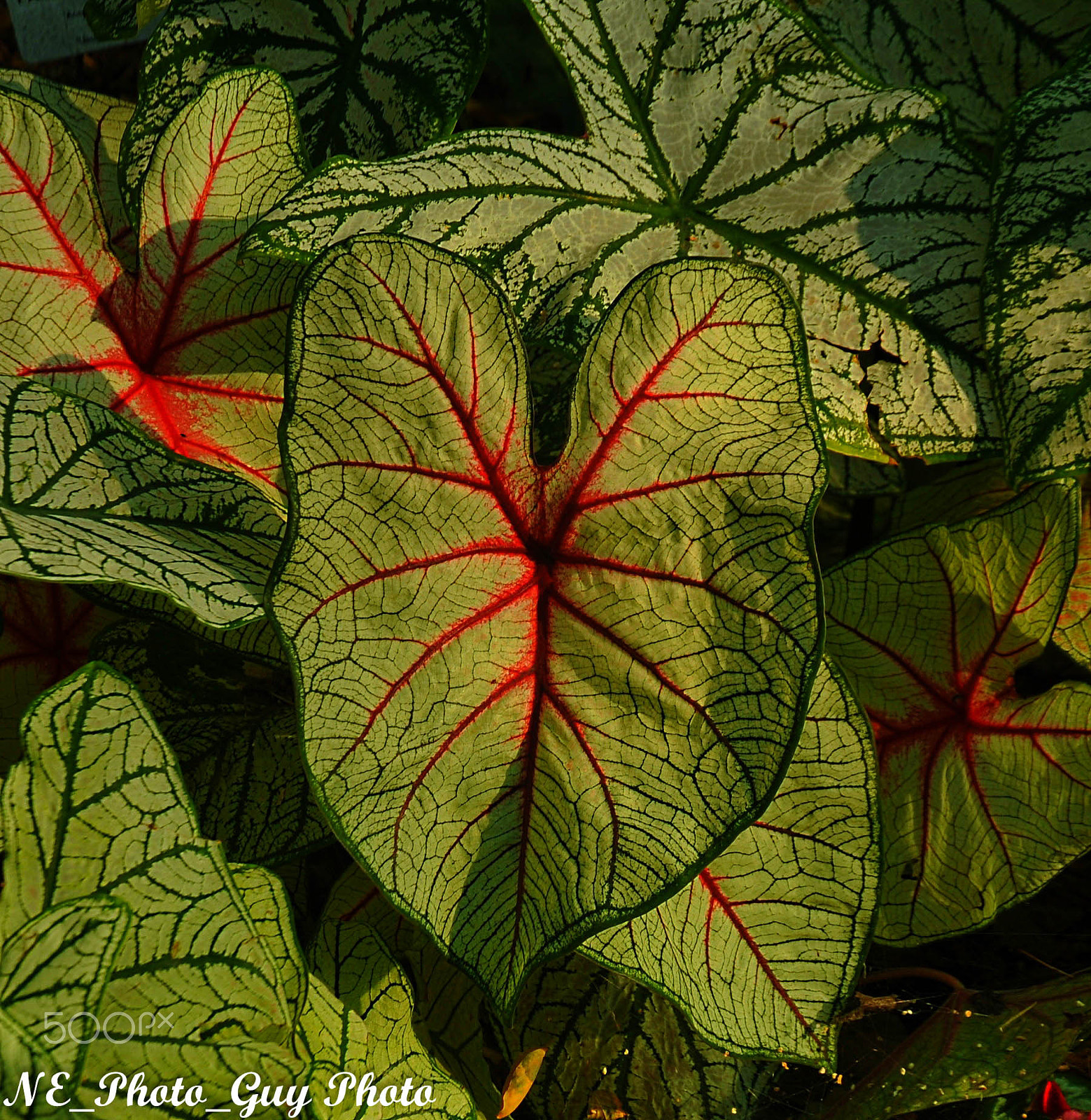 Nikon D700 sample photo. Elephant fern photography