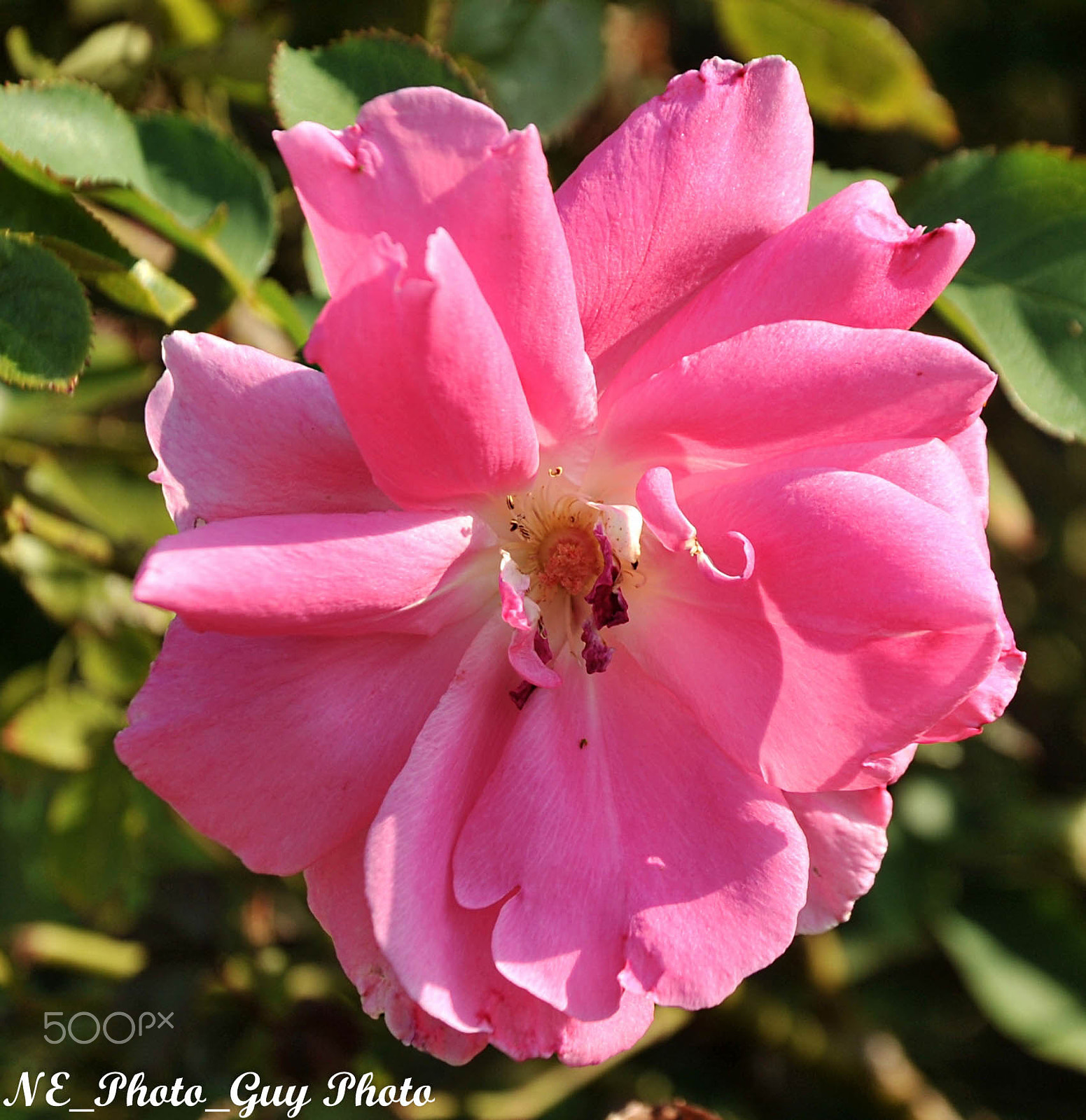 Nikon D700 sample photo. Pink flower photography