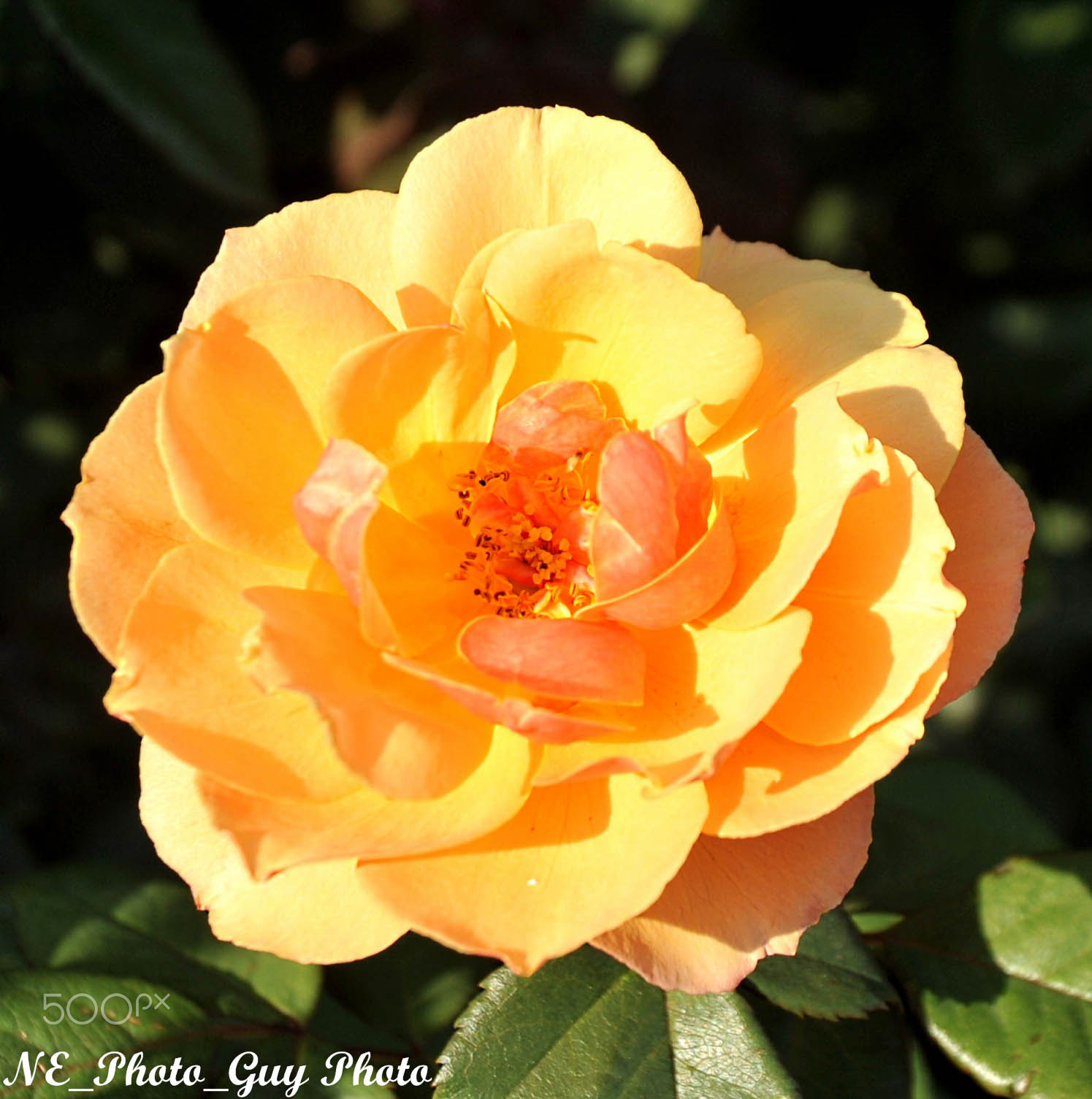 Nikon D700 sample photo. Yellow rose photography