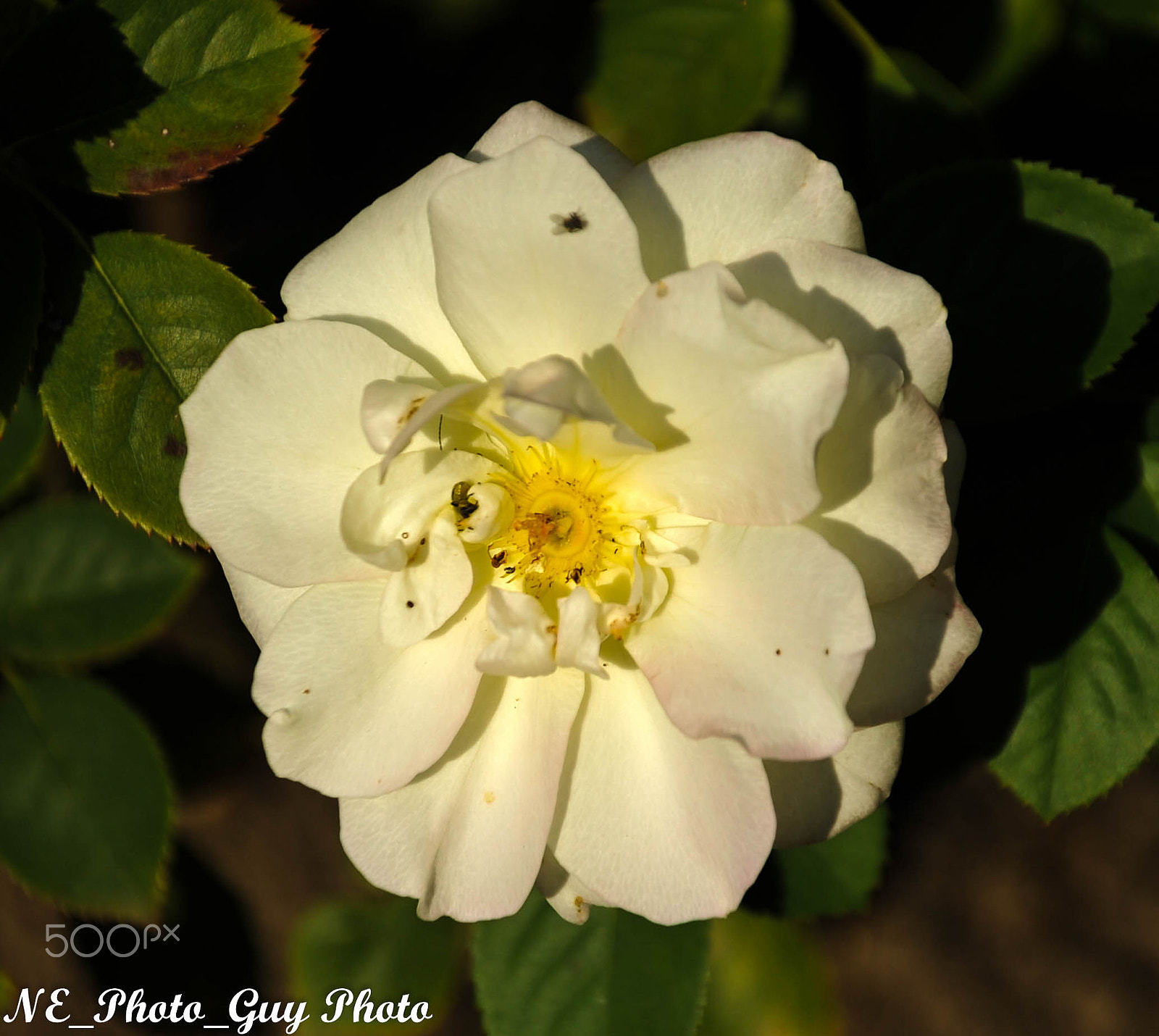 Nikon D700 sample photo. White flower photography