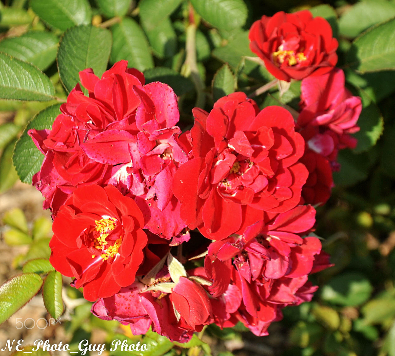 Nikon D700 sample photo. Red flowers photography