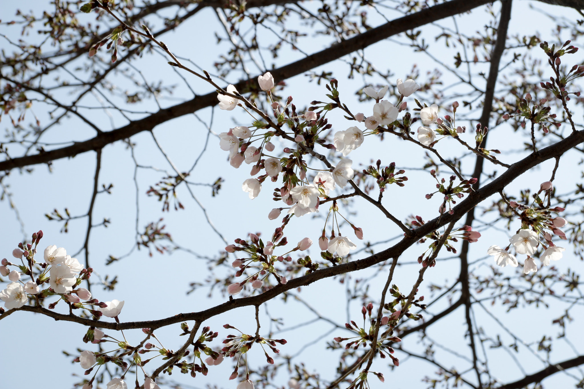 Canon EF-S 17-85mm F4-5.6 IS USM sample photo