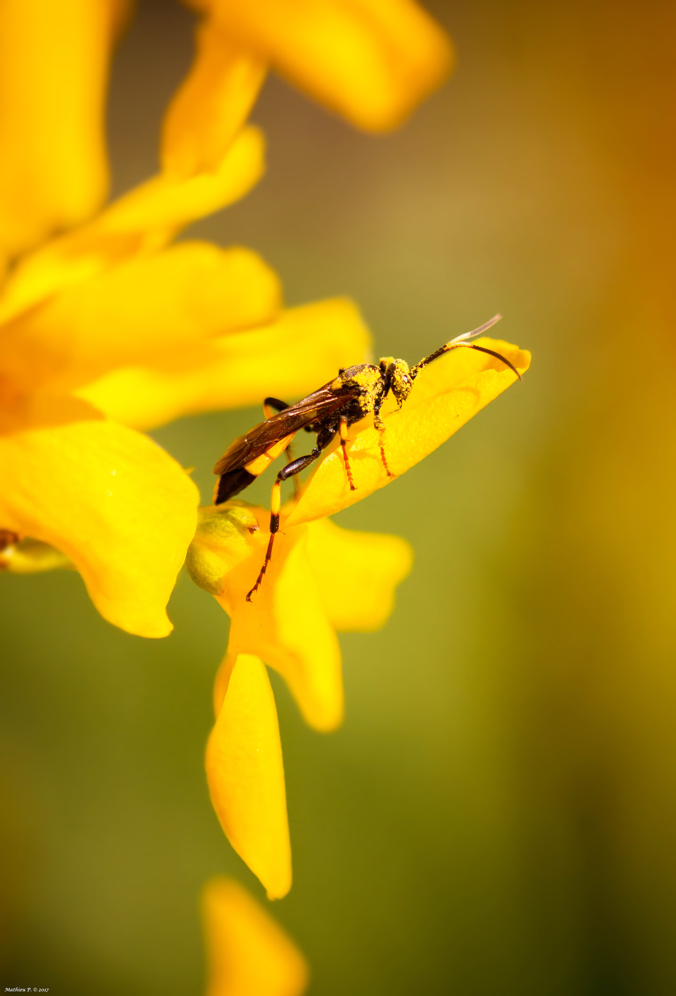 Canon EF 100mm F2.8L Macro IS USM sample photo. "gourmand" photography