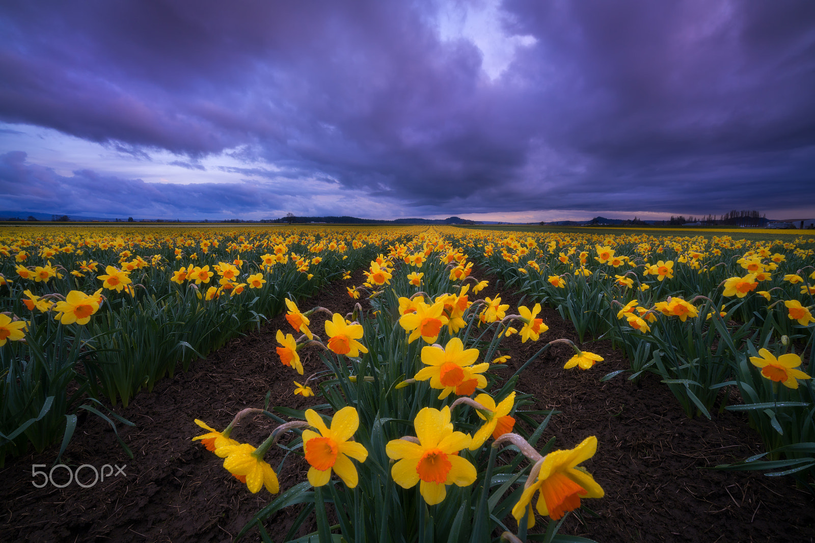 Sony a7R II + Sony Vario-Tessar T* FE 16-35mm F4 ZA OSS sample photo. Good bye yellow brick road photography