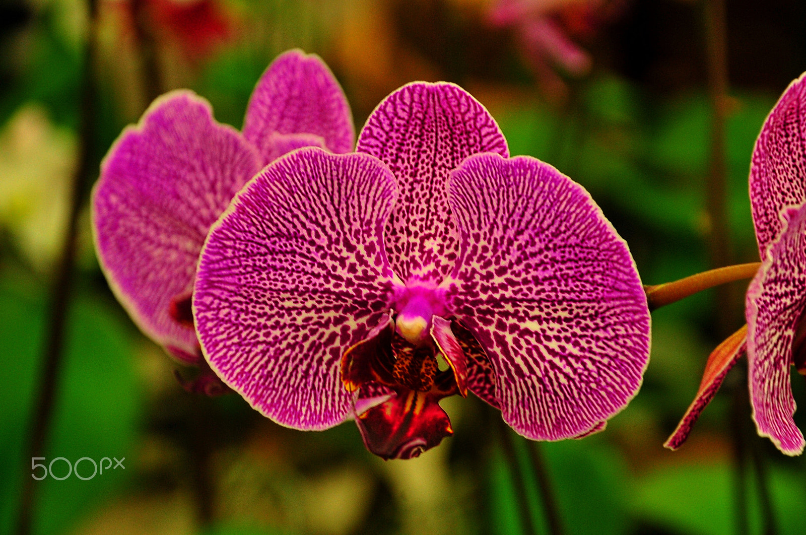 Nikon D700 sample photo. A photography