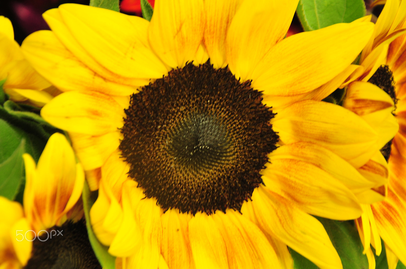 Nikon D700 sample photo. Sunflower photography