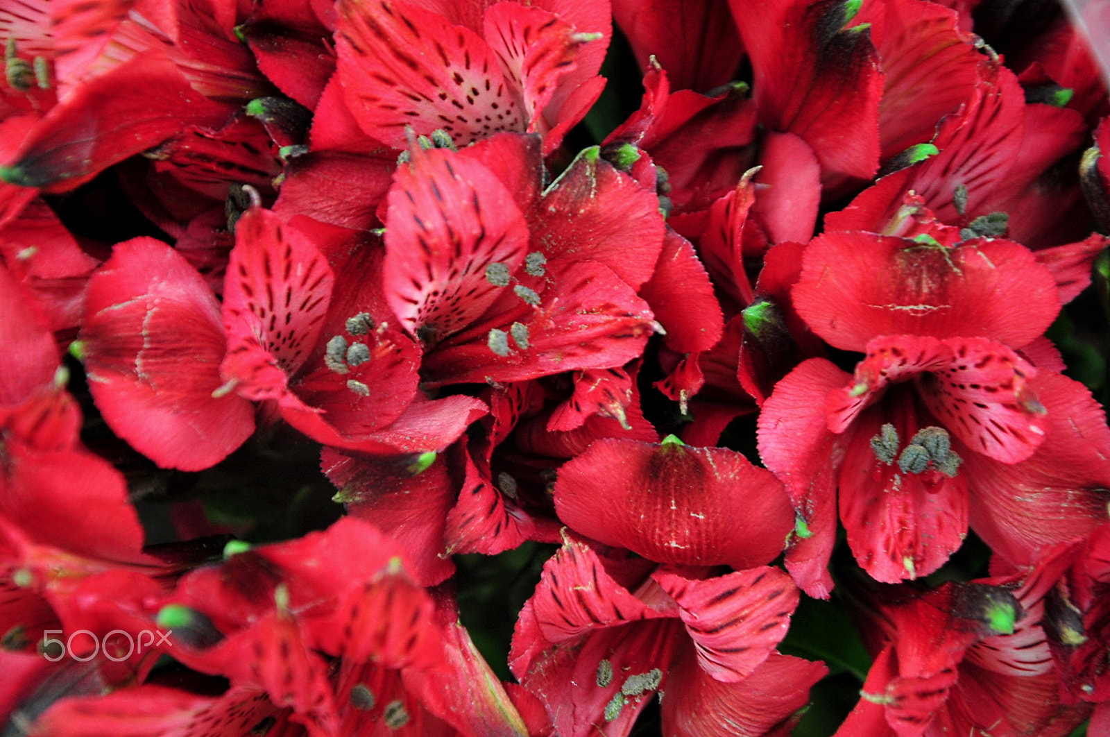 Nikon D700 sample photo. A photography