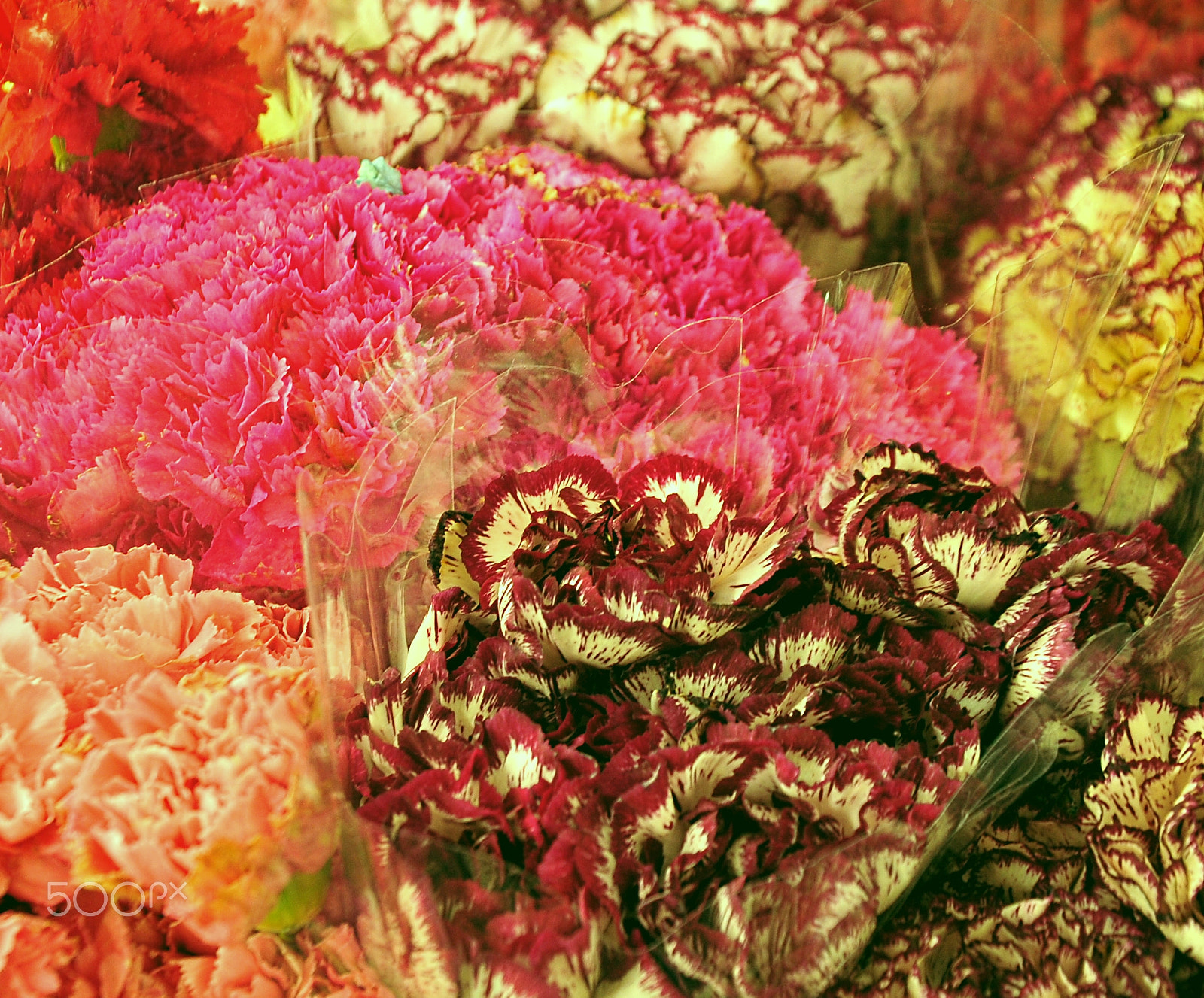 Nikon D700 sample photo. A photography