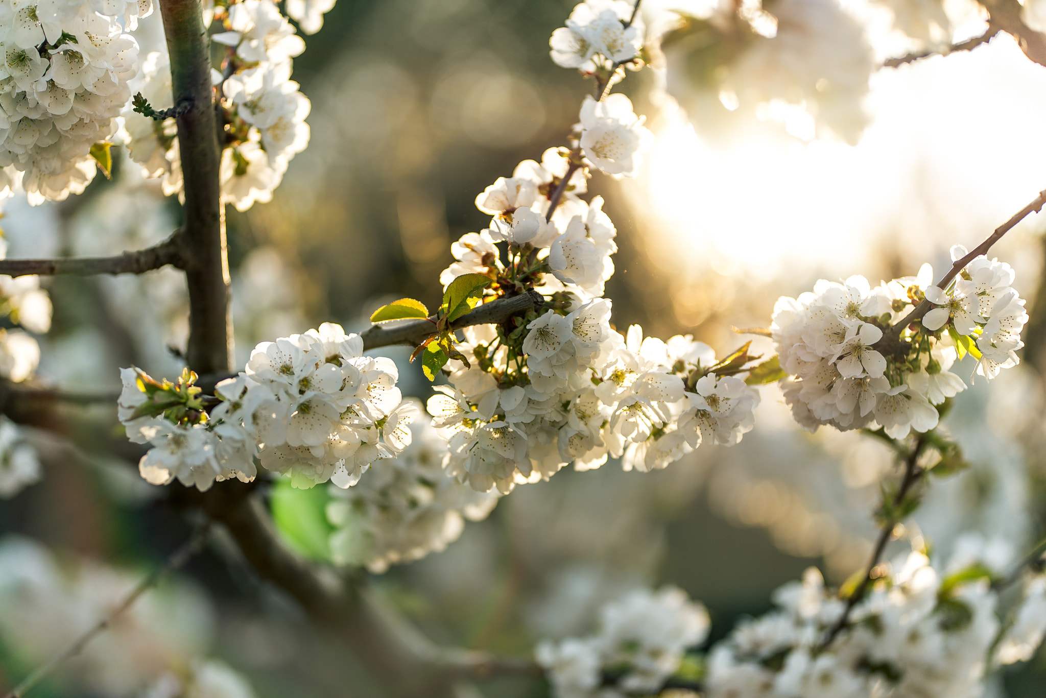 Nikon D610 sample photo. Sun, flowers, spring photography