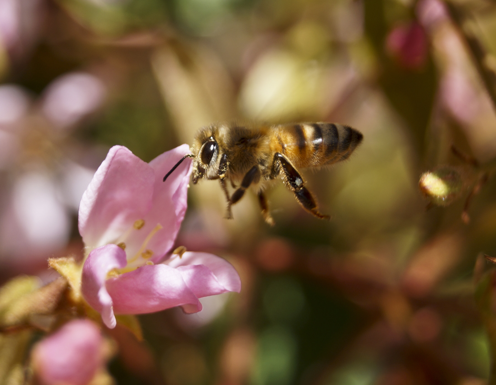 Sony DT 18-55mm F3.5-5.6 SAM II sample photo. Flying bee photography