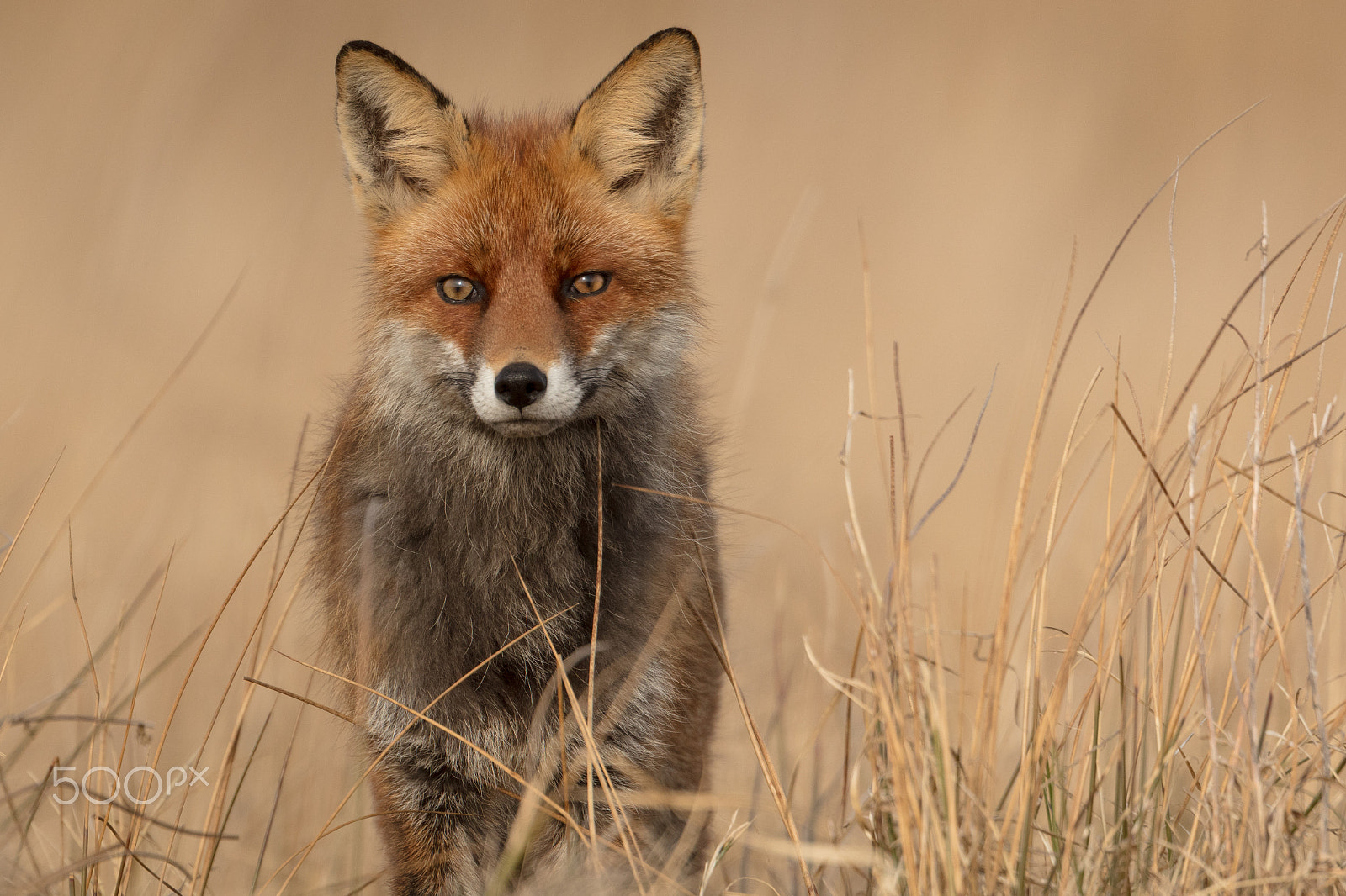 Canon EF 400mm F2.8L IS USM sample photo. Fox photography