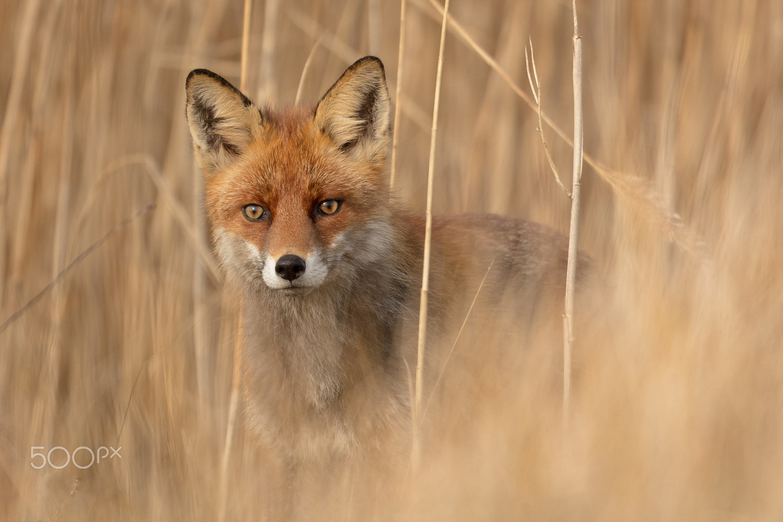 Canon EOS 5DS R + Canon EF 400mm F2.8L IS USM sample photo. Fox photography