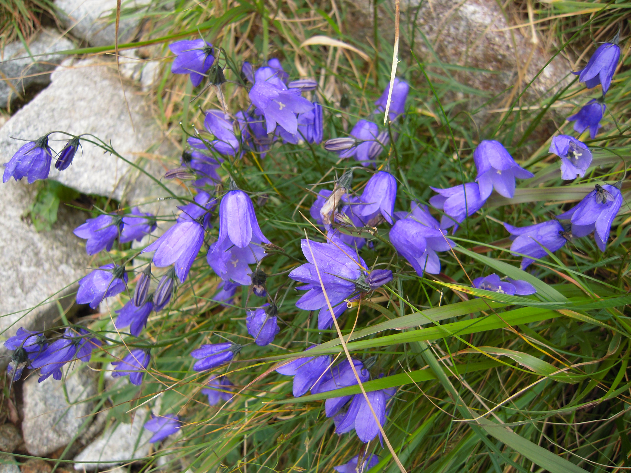 Nikon Coolpix S620 sample photo. High tatras bellflowers photography