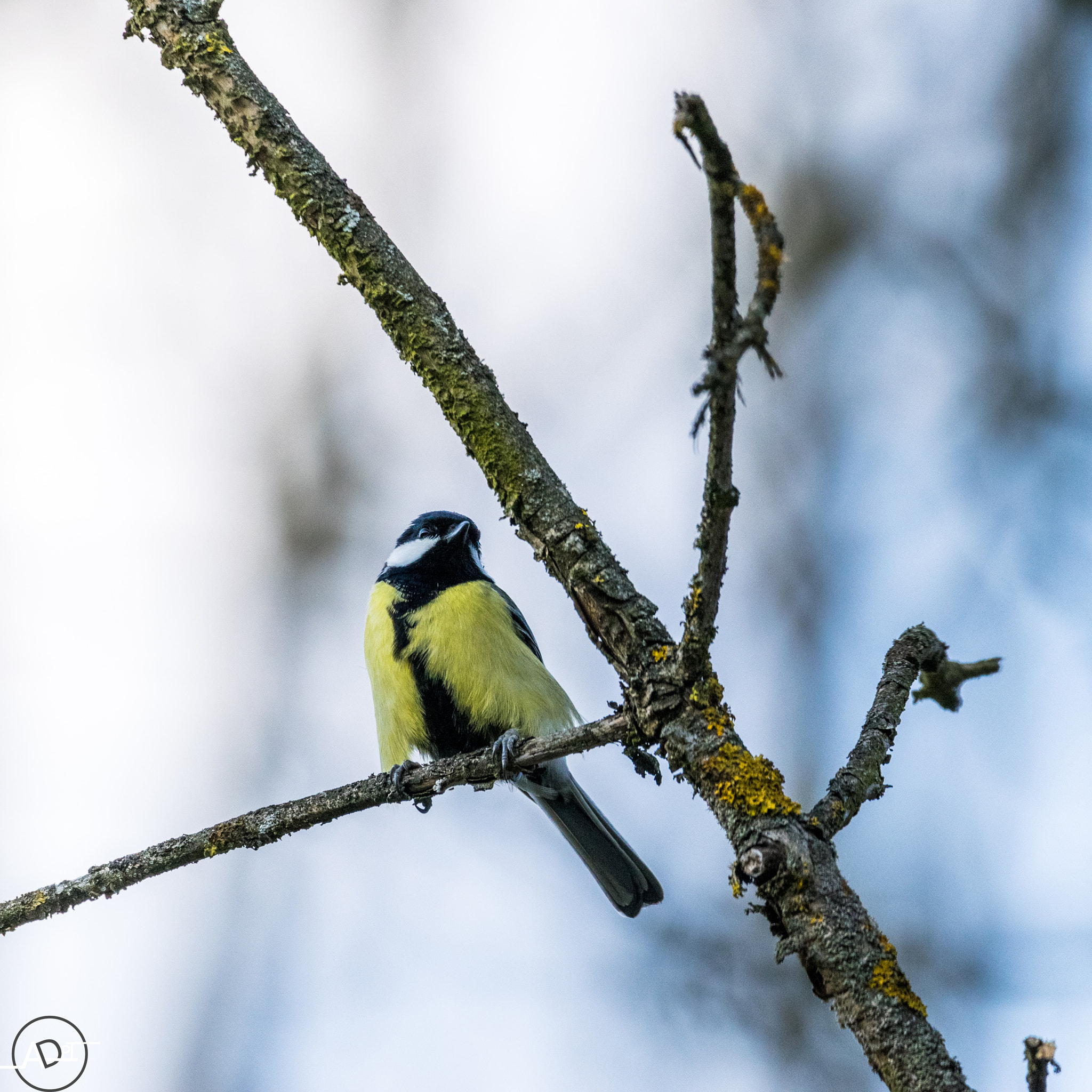 Nikon D5300 + Sigma 150-600mm F5-6.3 DG OS HSM | C sample photo. Mésange charbonnière photography