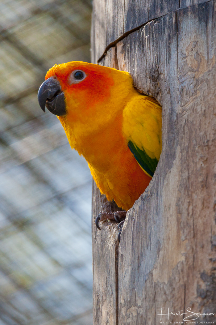 Tamron SP 150-600mm F5-6.3 Di VC USD sample photo. Parrot photography