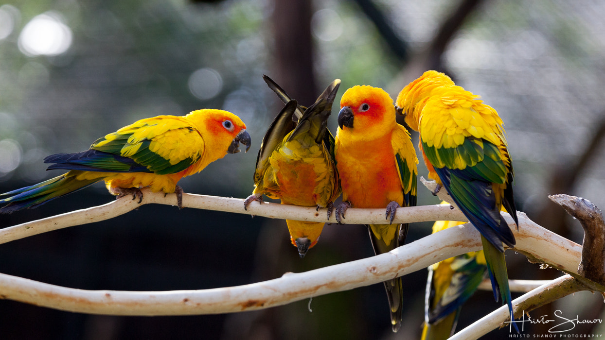 Tamron SP 150-600mm F5-6.3 Di VC USD sample photo. Parrot photography