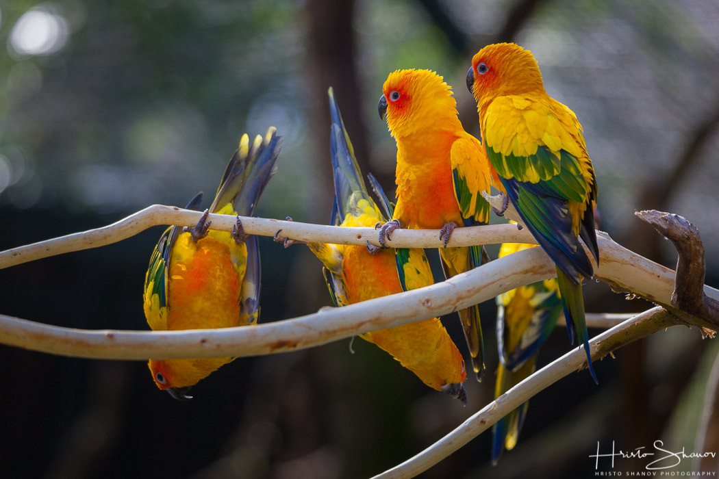 Tamron SP 150-600mm F5-6.3 Di VC USD sample photo. Parrot photography