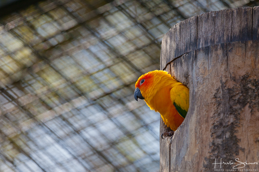 Tamron SP 150-600mm F5-6.3 Di VC USD sample photo. Parrot photography