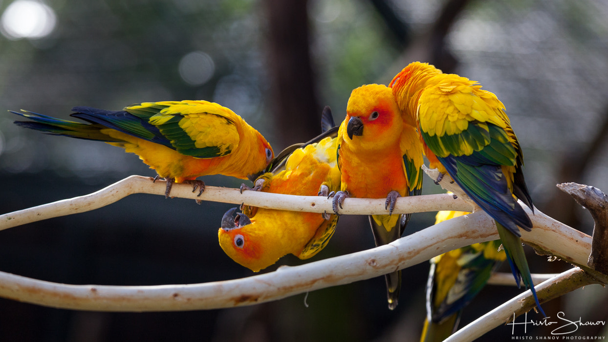 Tamron SP 150-600mm F5-6.3 Di VC USD sample photo. Parrot photography