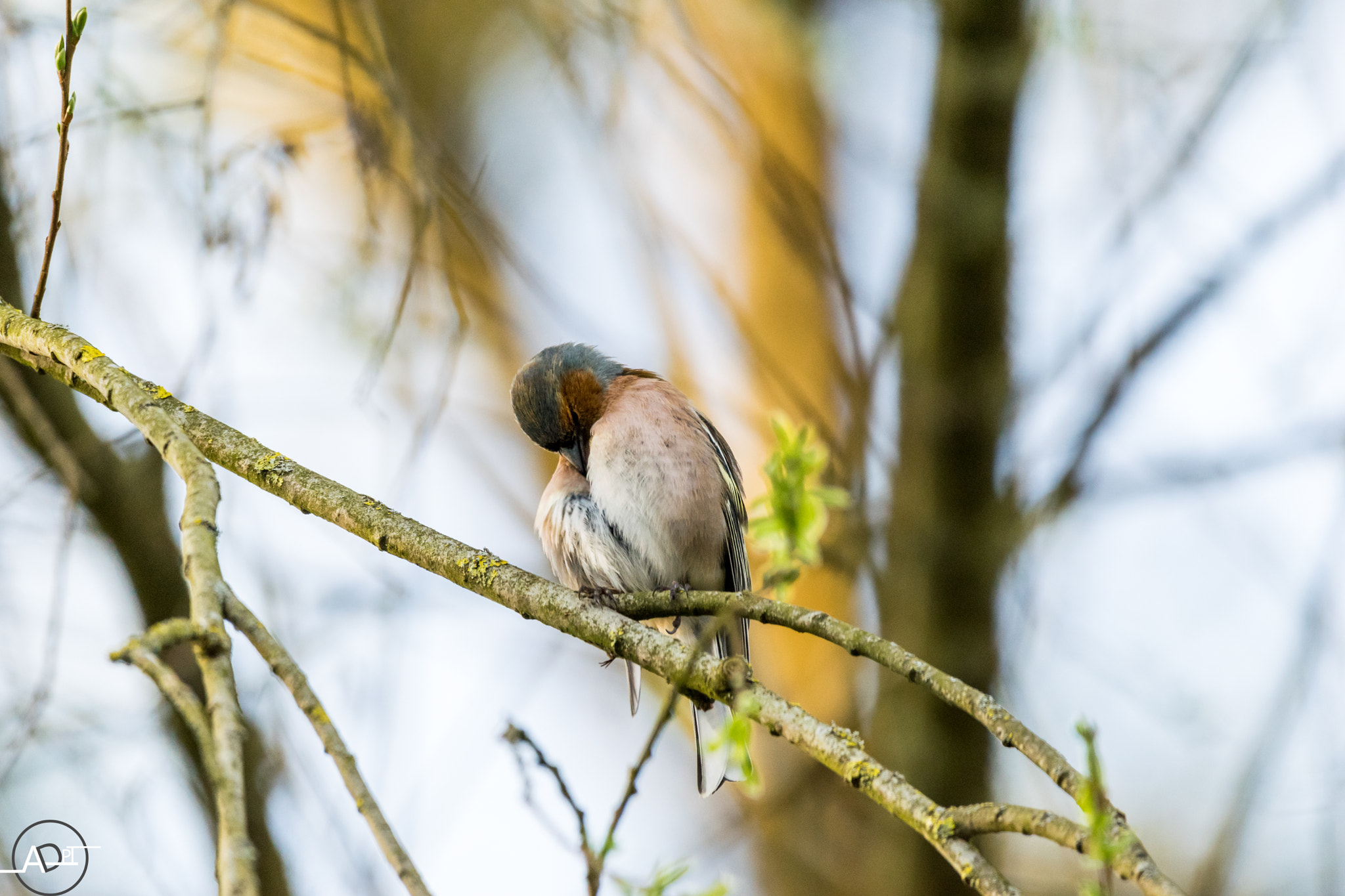 Sigma 150-600mm F5-6.3 DG OS HSM | C sample photo. Pinson des arbres photography
