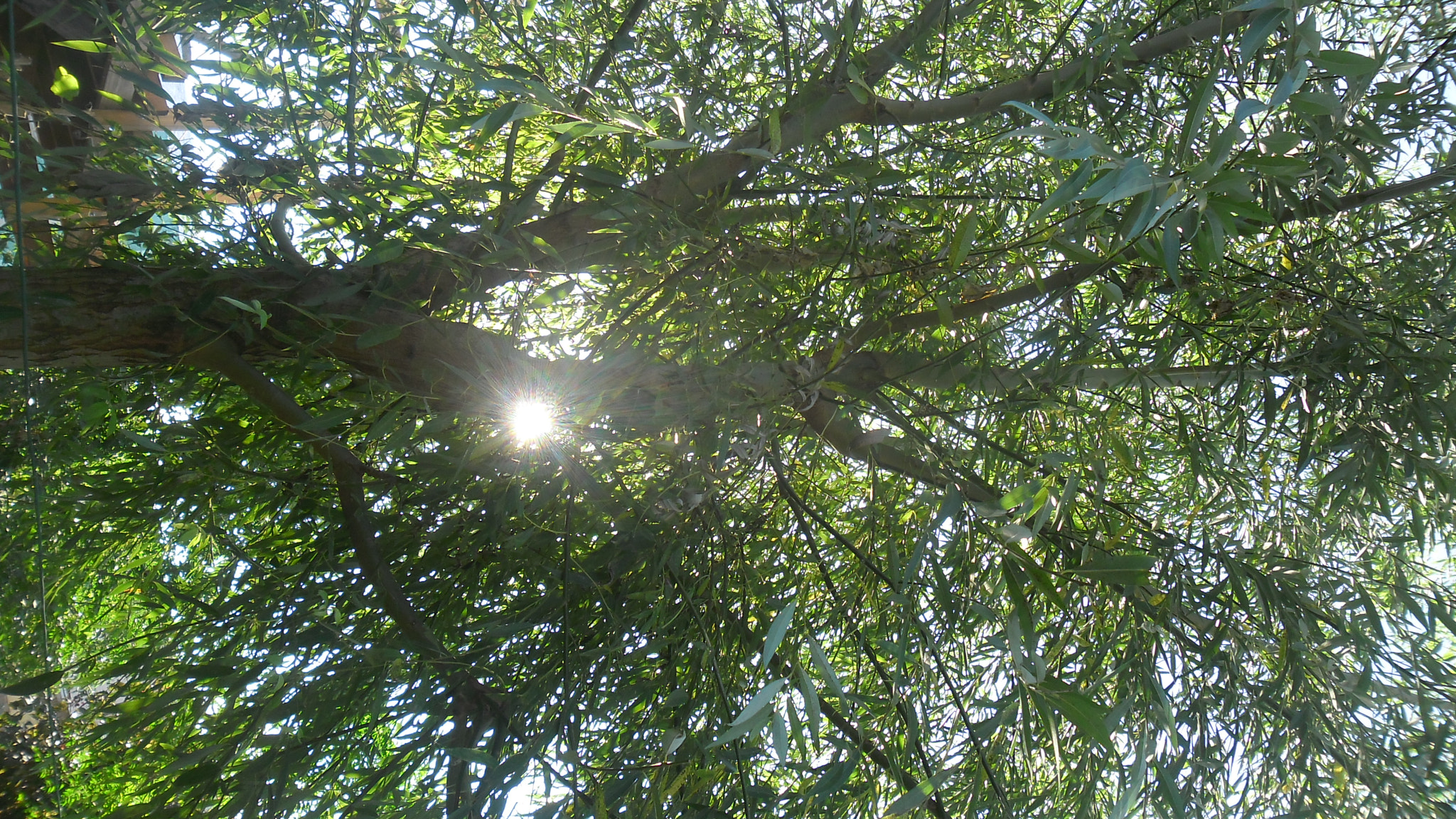Samsung ES80/ ES81 sample photo. Sun ii photography