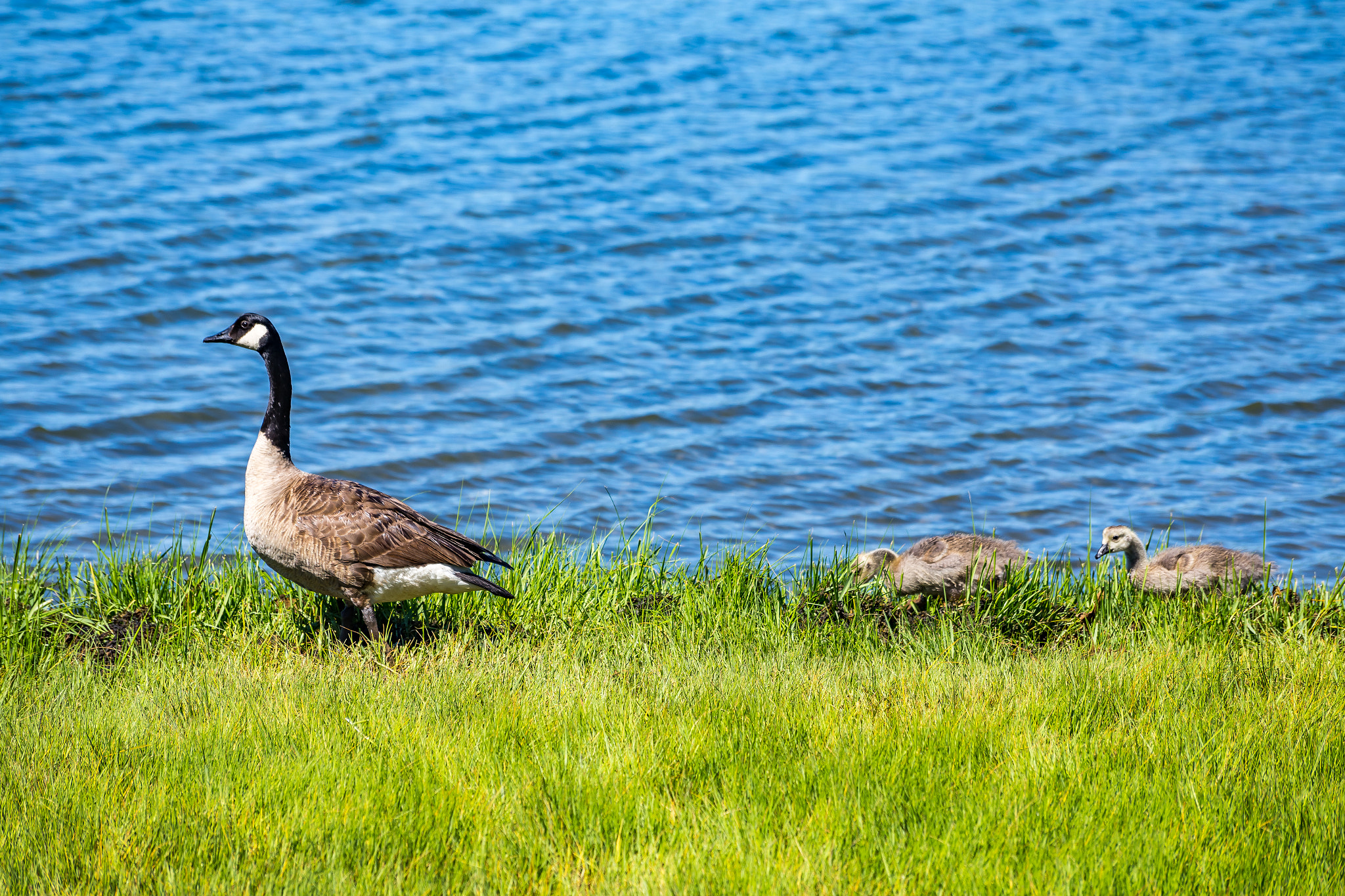 Canon EOS 6D + Sigma 50-200mm F4-5.6 DC OS HSM sample photo. Canada goose and goslings photography
