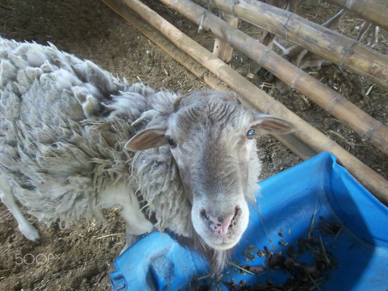 Kodak EasyShare M550 sample photo. Having lunch with the sheep photography