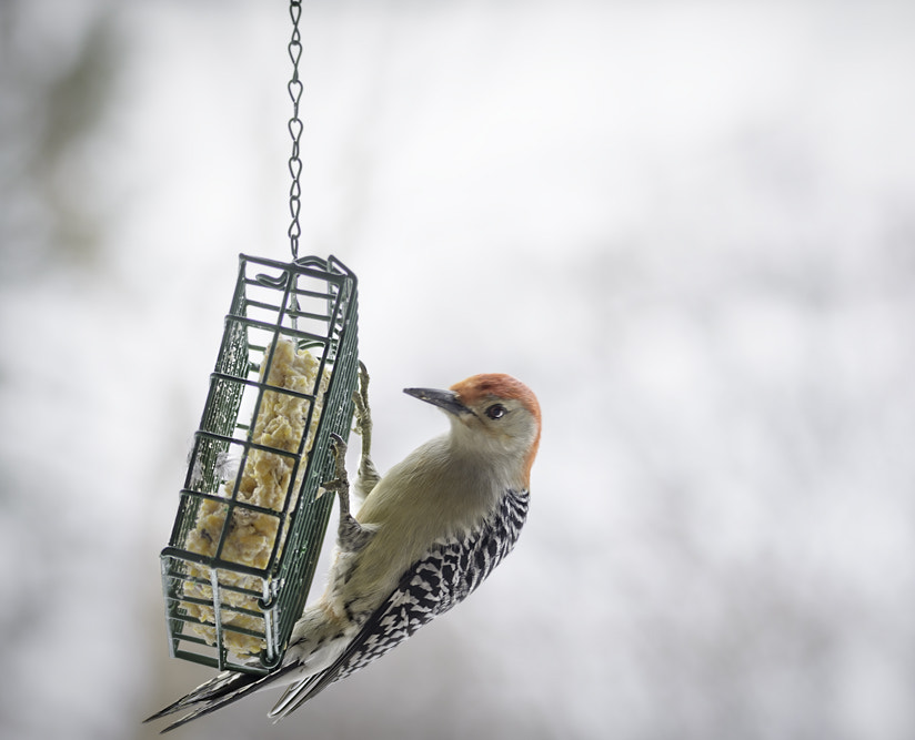 Nikon D7100 + Tamron SP 150-600mm F5-6.3 Di VC USD sample photo. Red bellied woodpecker photography