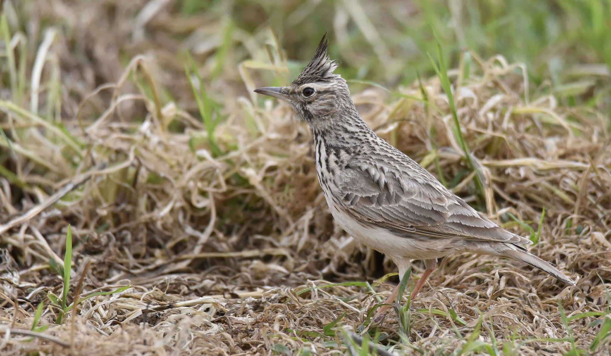 Nikon D810 + Sigma 50mm F2.8 EX DG Macro sample photo. Crested lark photography