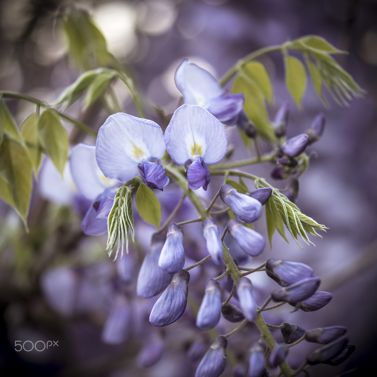 Sigma 105mm F2.8 EX DG OS HSM sample photo. Glicine photography