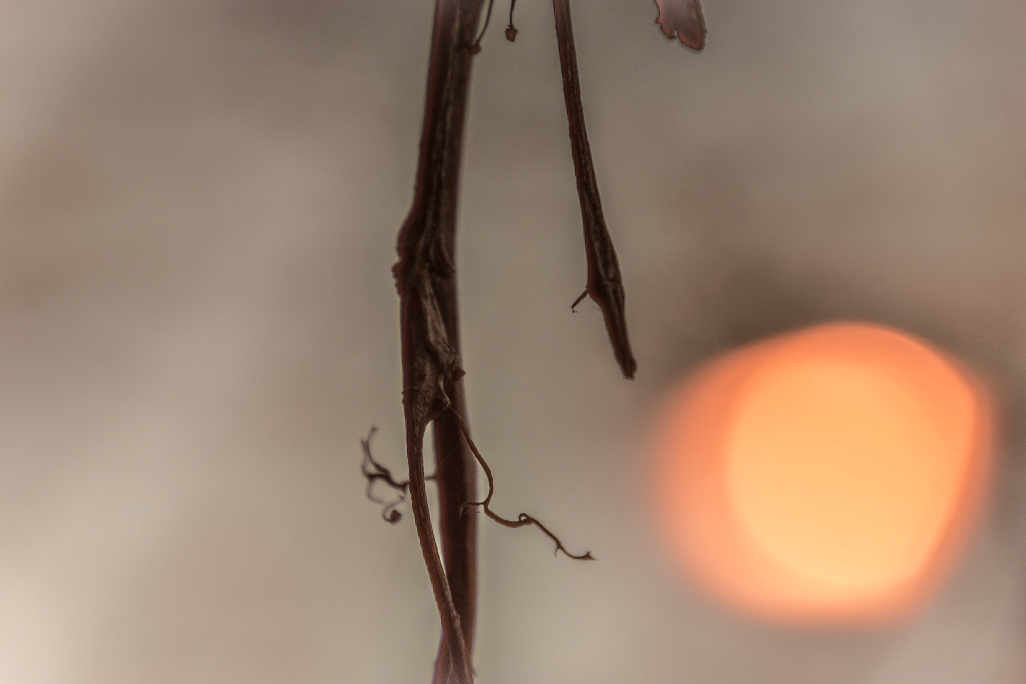 Nikon D5500 sample photo