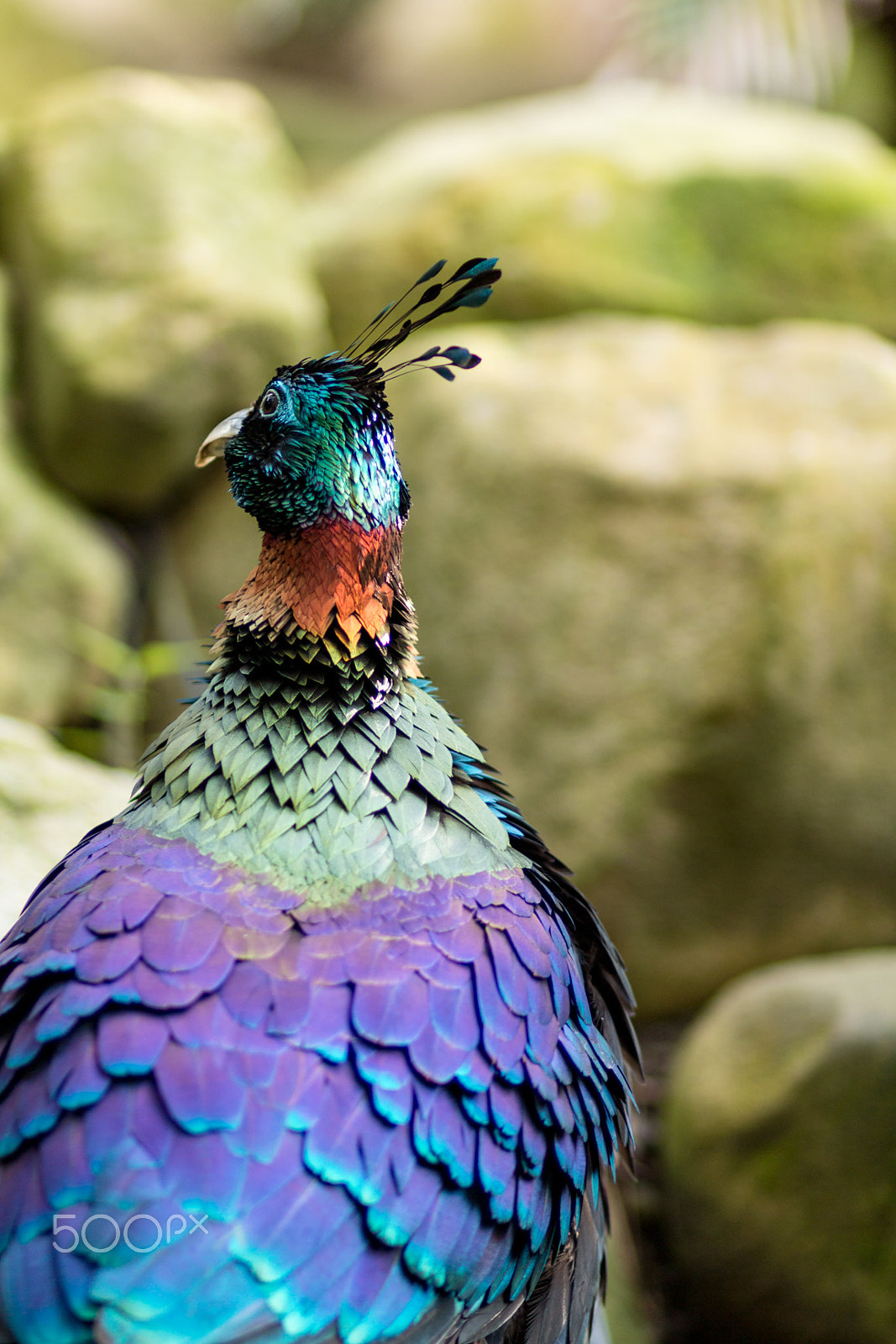Canon EOS 70D + Canon EF 85mm F1.8 USM sample photo. The himalayan monal pheasant at santa barbara zoo photography