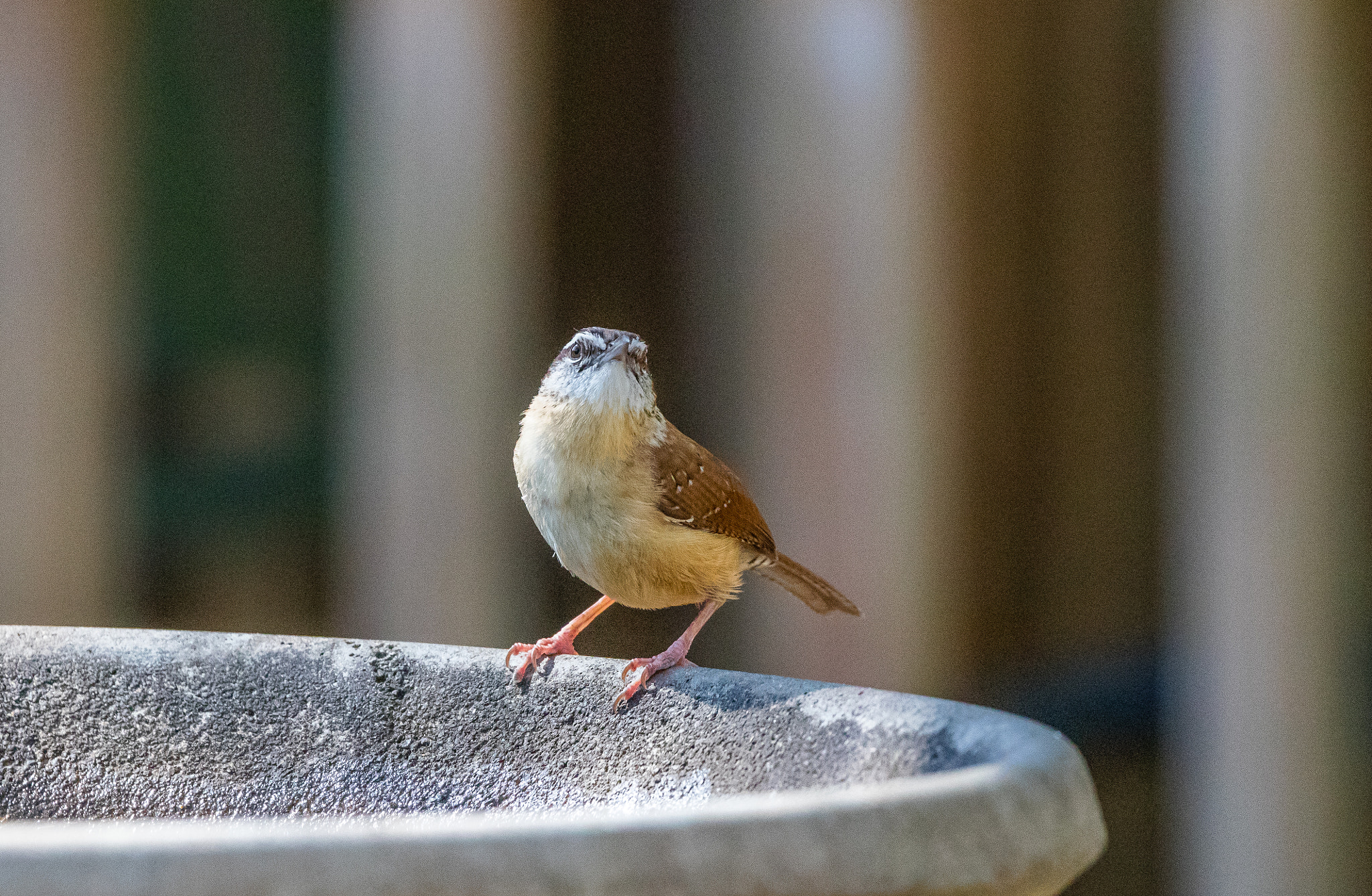 Canon EOS 5DS R + Canon EF 100-400mm F4.5-5.6L IS II USM sample photo. The wren's eyebrows photography