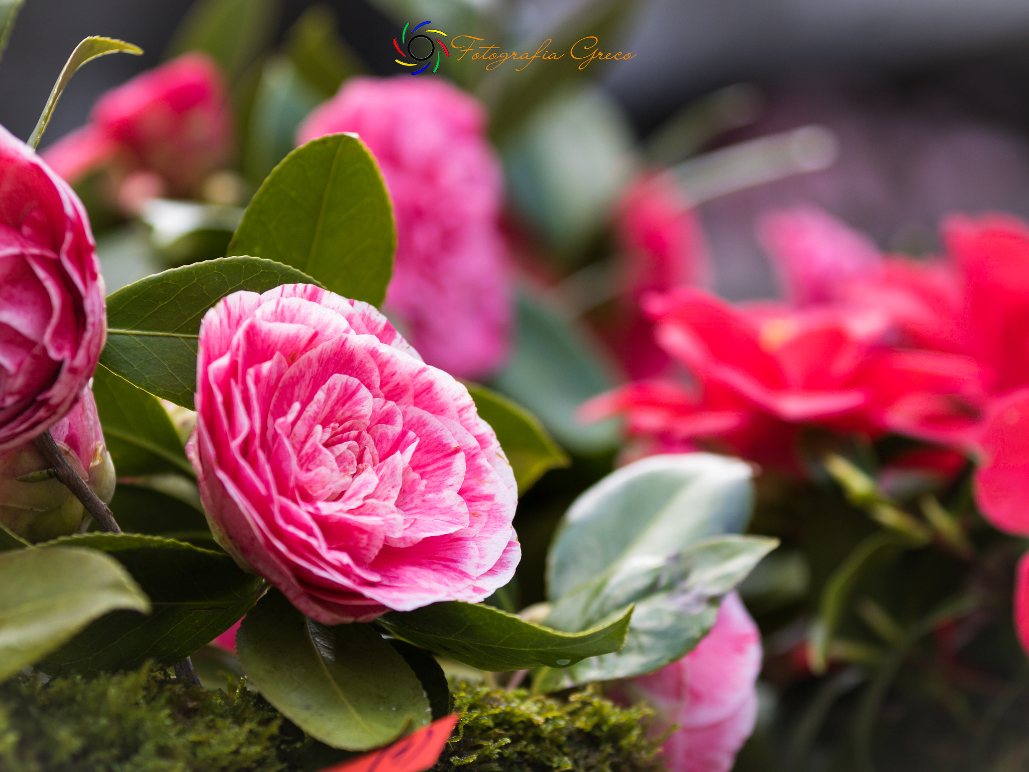 Canon EOS 760D (EOS Rebel T6s / EOS 8000D) sample photo