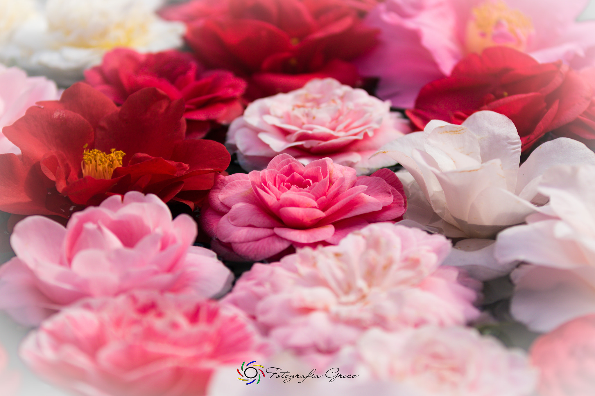 Canon EOS 760D (EOS Rebel T6s / EOS 8000D) sample photo