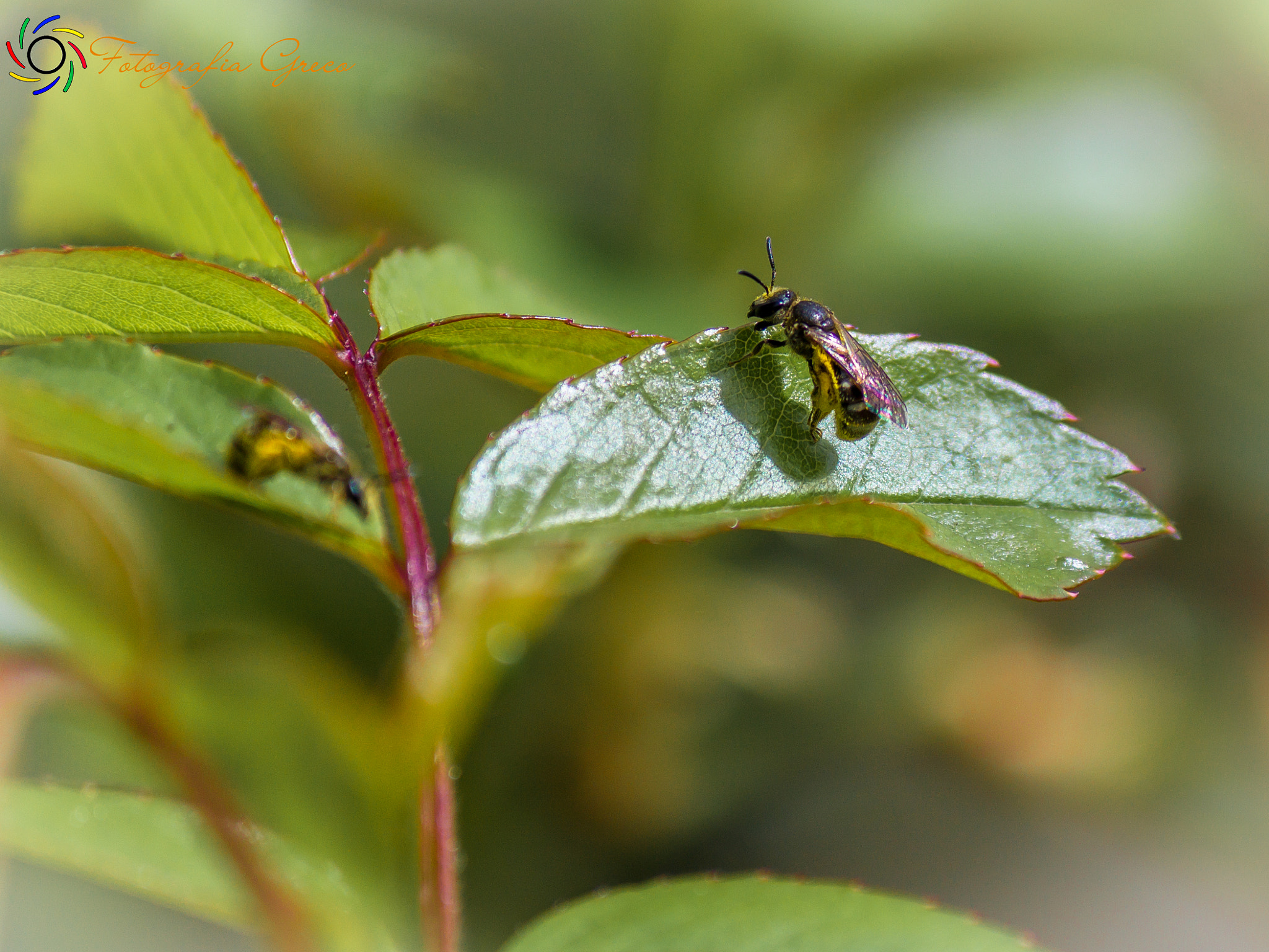 Canon EOS 760D (EOS Rebel T6s / EOS 8000D) sample photo