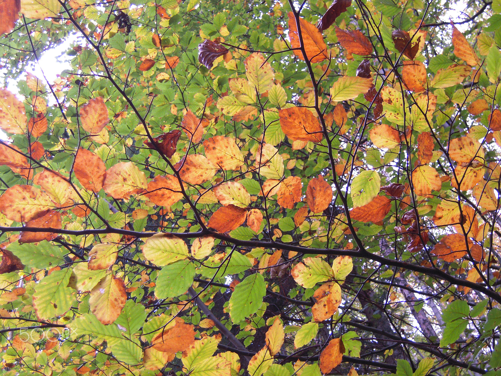 Nikon Coolpix S620 sample photo. I pay tribute to autumn_2 photography