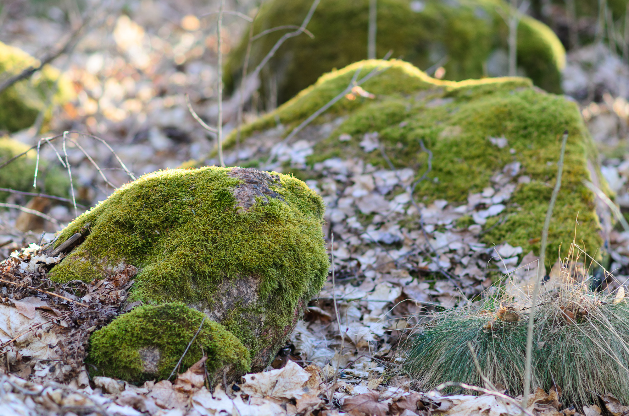 Nikon D7000 + Nikon AF-S Nikkor 85mm F1.8G sample photo. Moss on stones photography