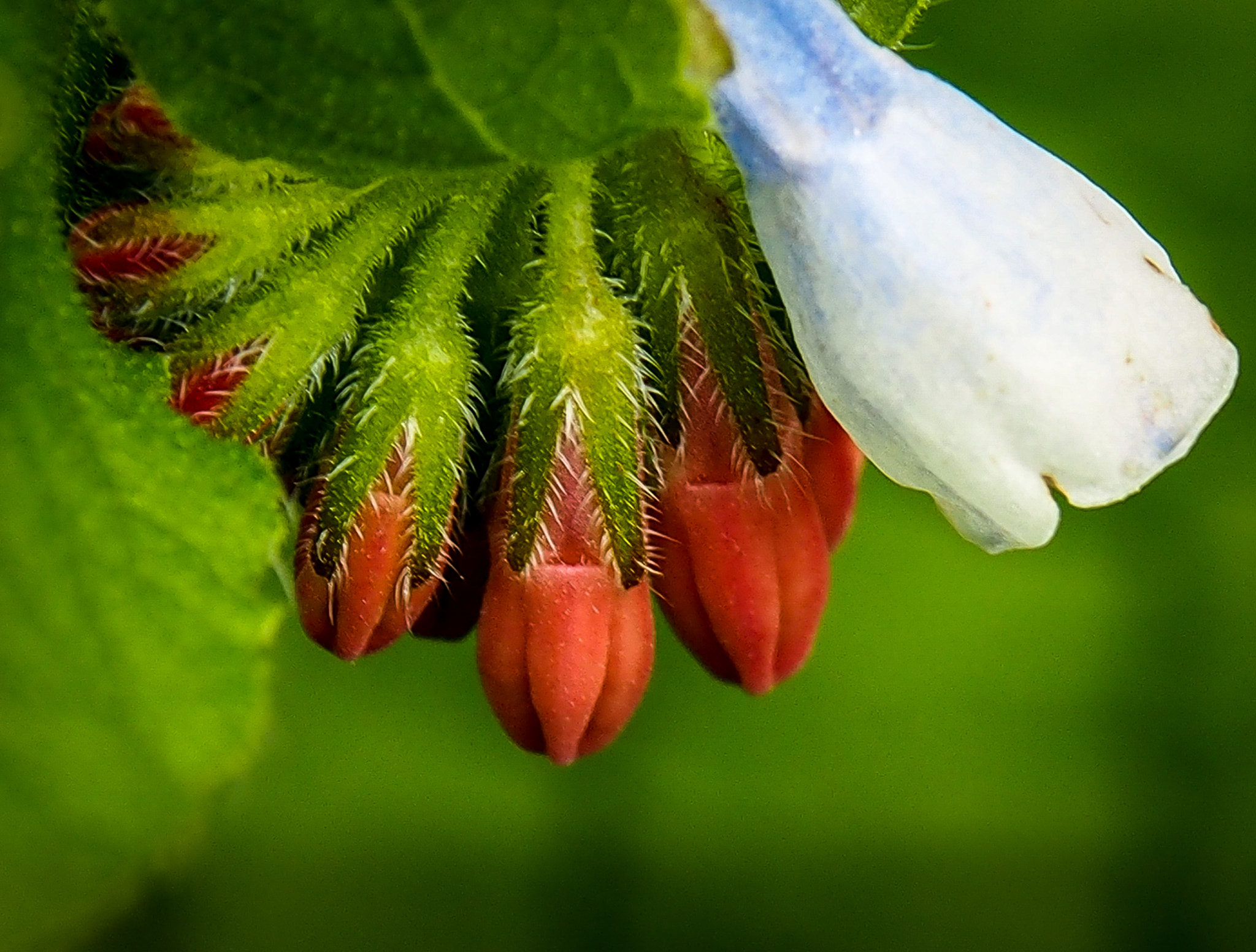 Olympus OM-D E-M5 sample photo. Comfrey flowers 3 photography