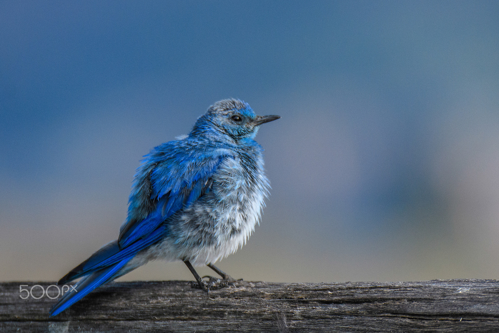 Nikon D500 sample photo. The blues have it photography