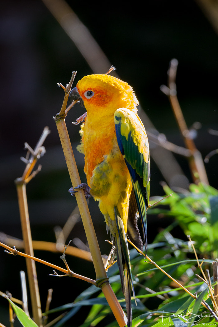 Tamron SP 150-600mm F5-6.3 Di VC USD sample photo. Parrot photography