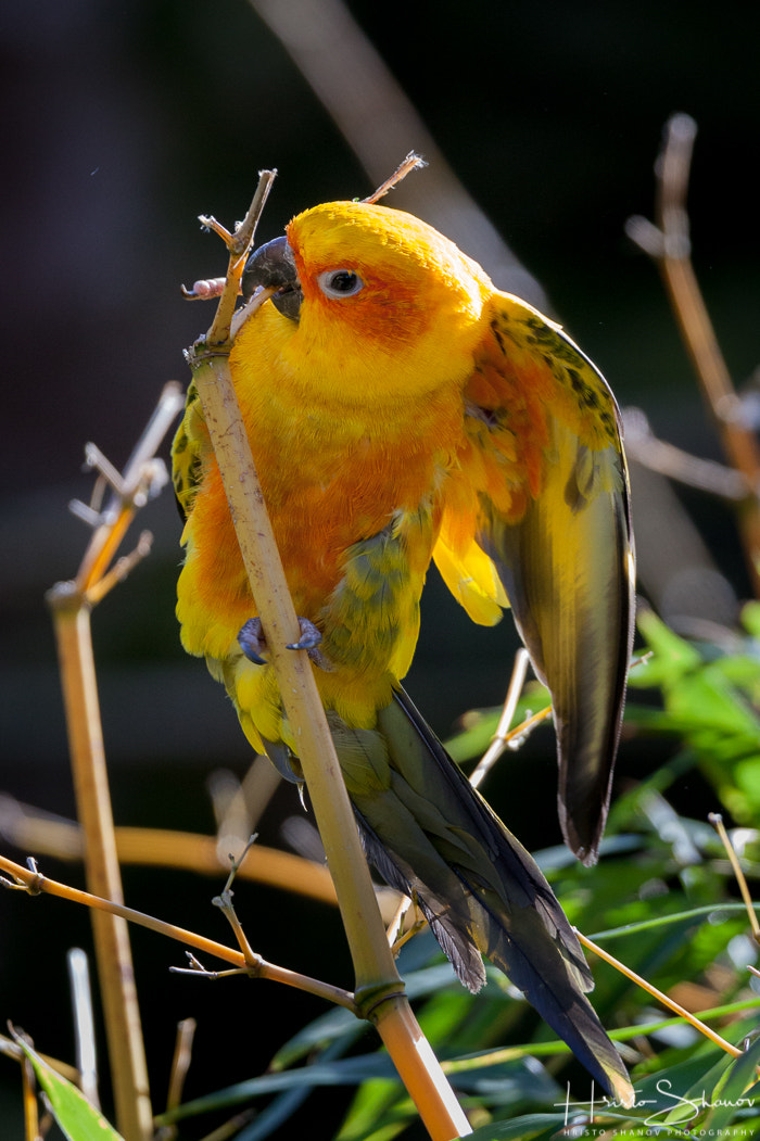 Tamron SP 150-600mm F5-6.3 Di VC USD sample photo. Parrot photography