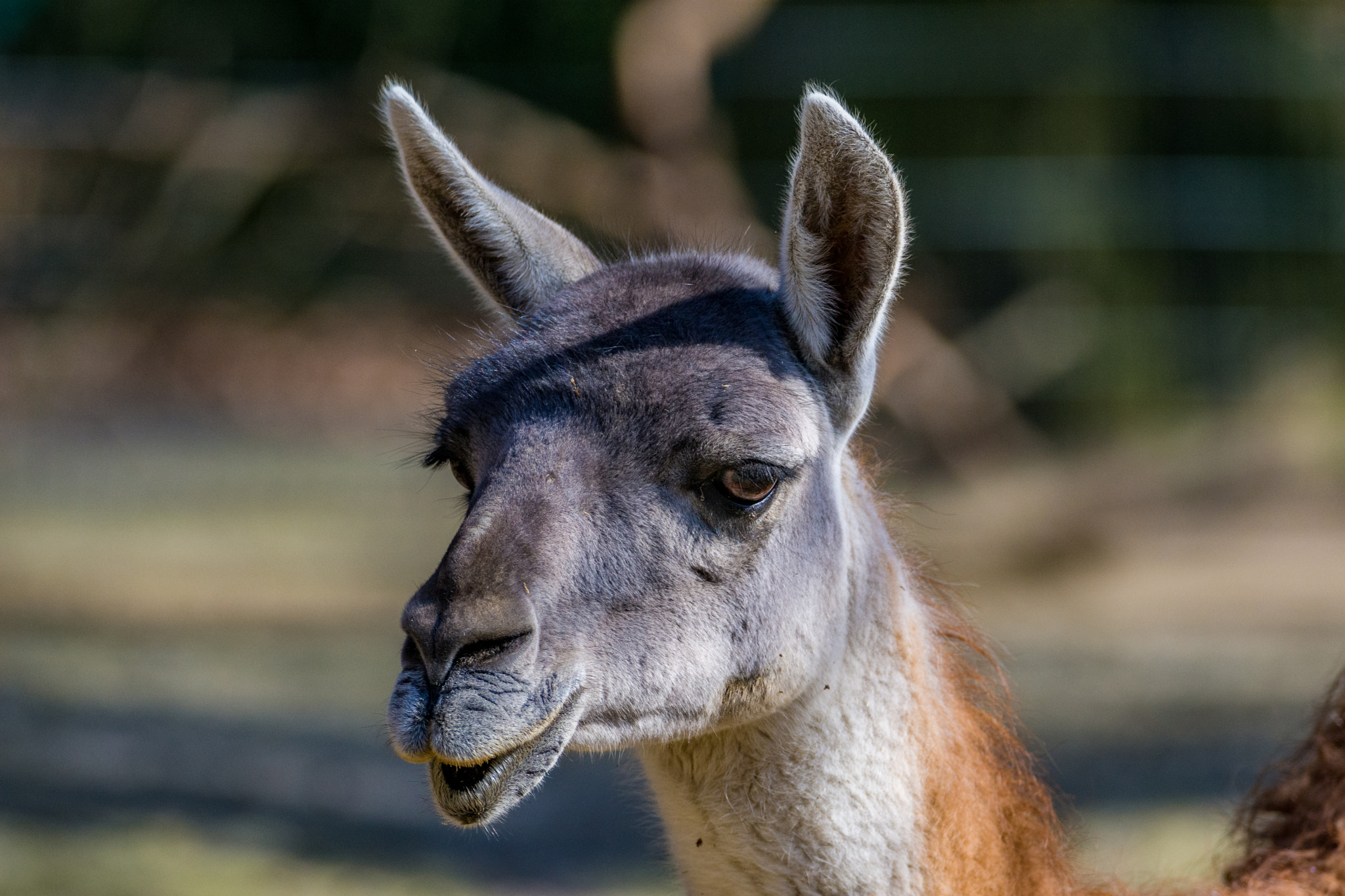 Sigma 150-600mm F5-6.3 DG OS HSM | C sample photo. Lama photography