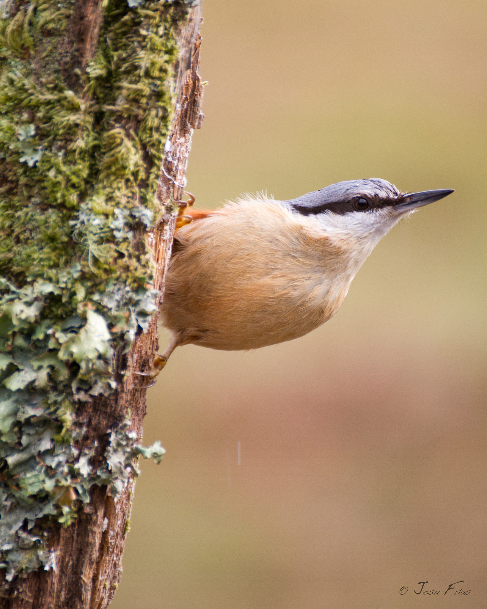 Canon EOS 7D + Tamron SP 35mm F1.8 Di VC USD sample photo. Eurasian nuthatch - trepador azul photography