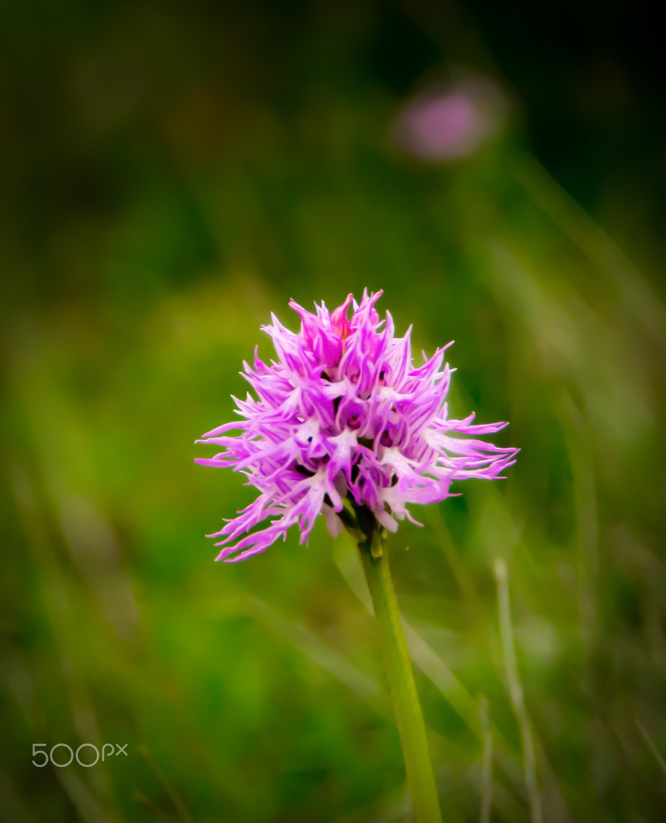 Nikon D800 sample photo. Spring 2017 iii photography