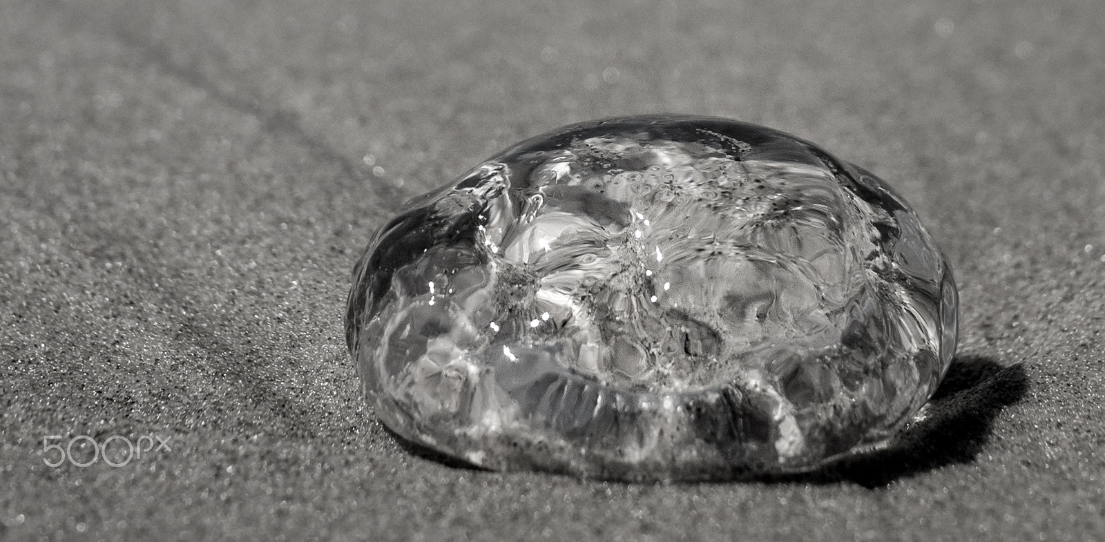 Panasonic Leica DG Summilux 25mm F1.4 II ASPH sample photo. Jelly @ byron bay photography