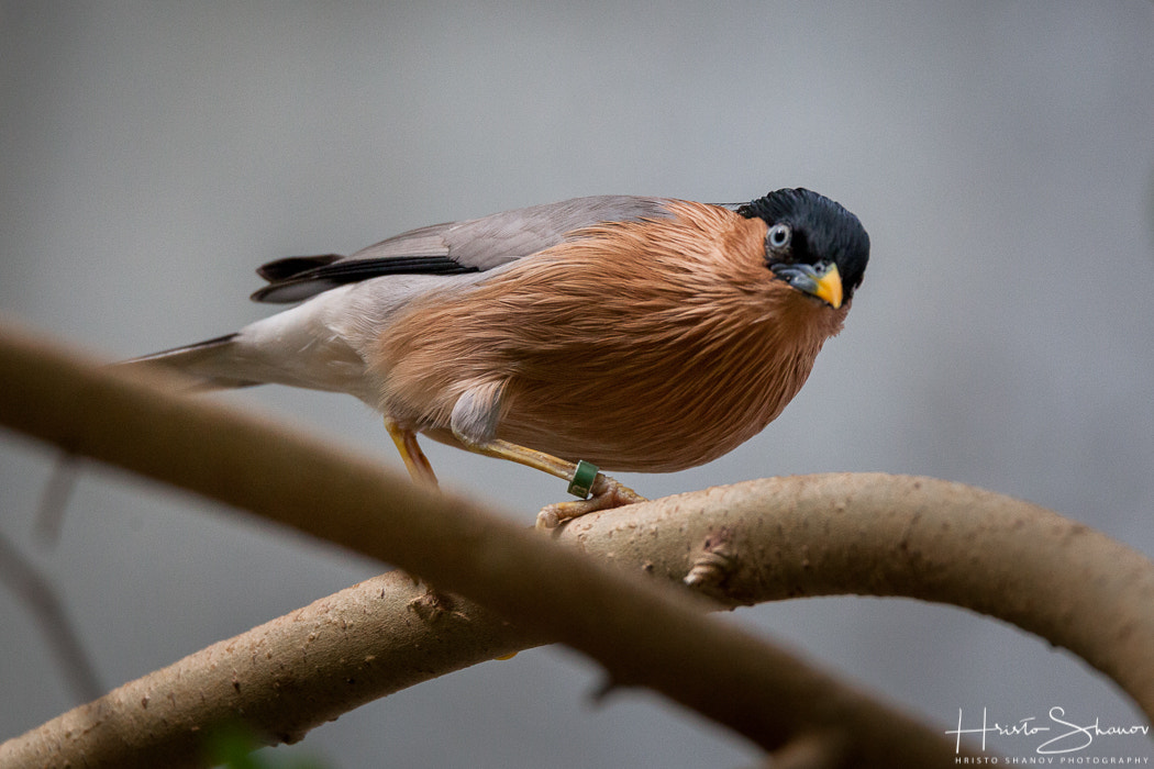 Tamron SP 150-600mm F5-6.3 Di VC USD sample photo. Bird photography