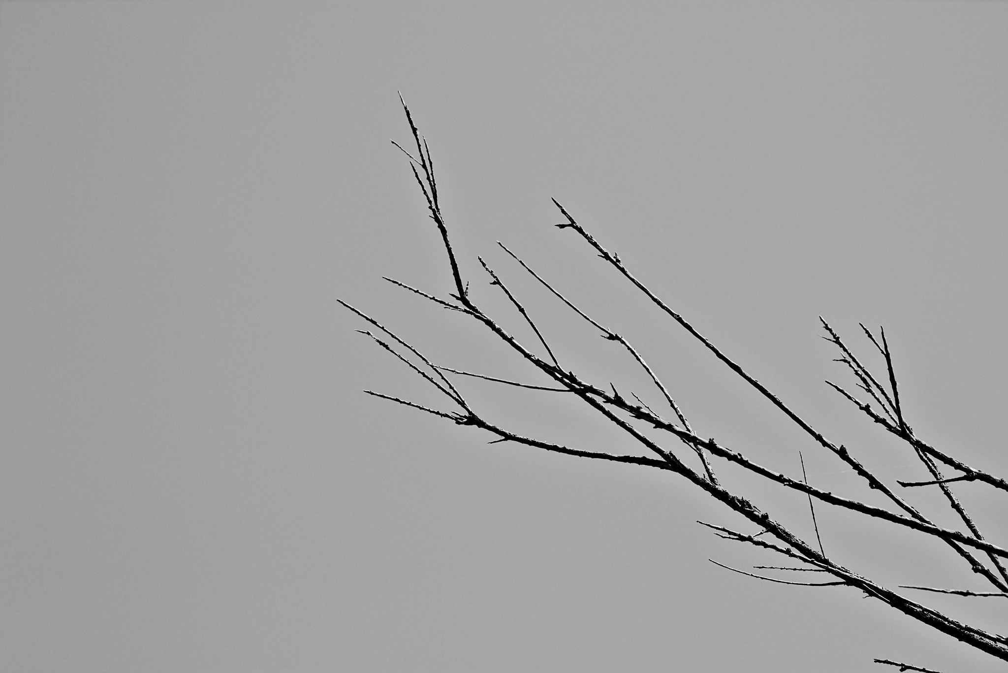 Sigma 70-300mm F4-5.6 APO DG Macro sample photo. Branches photography